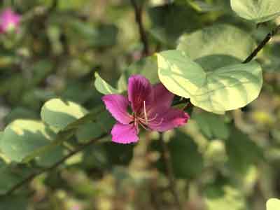 কাঞ্চন Bauhinia variegata