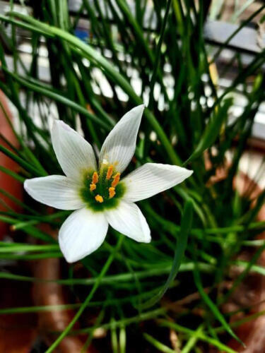 Md Rifat Al Mazid — Dhaka