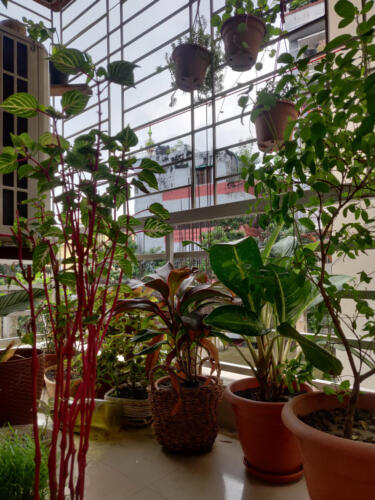 Nishat Tusnime — Dhaka