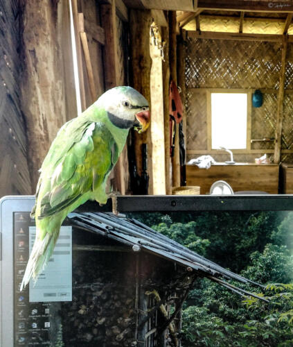 Shahriaz Alam — Bandarban