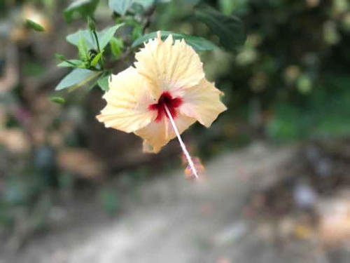 জবা Hibiscus rosa-sinensis